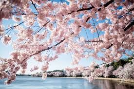 Washington Cherry Tree Bloom