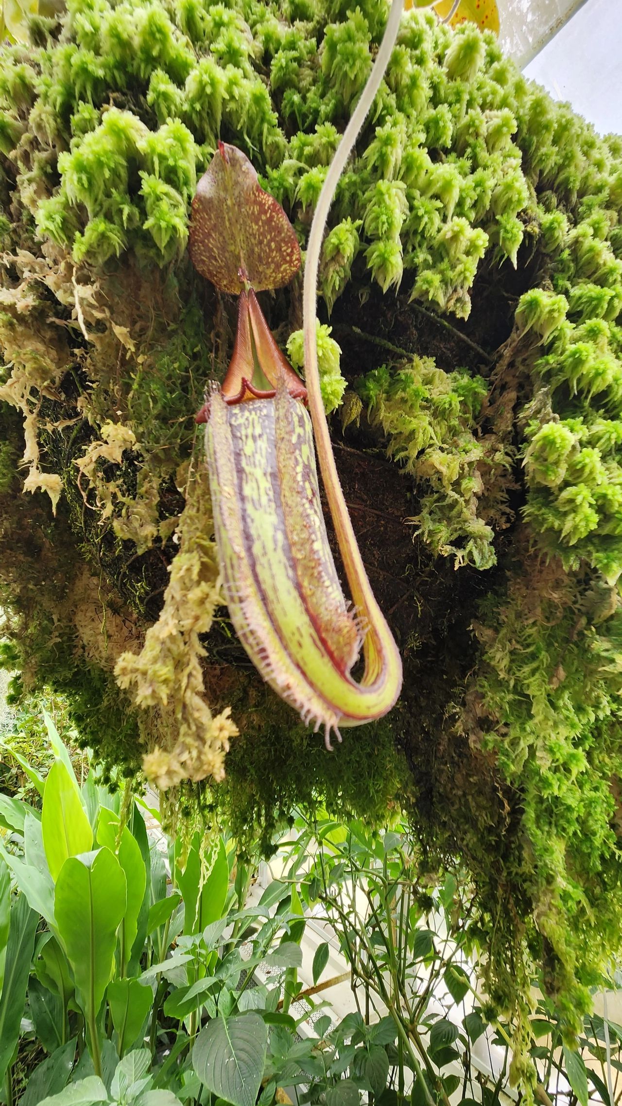 Nepenthes Maxima