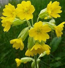 Cowslips