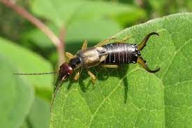 Earwig