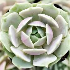 Echeverria Lola