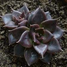 Echeveria Black Prince