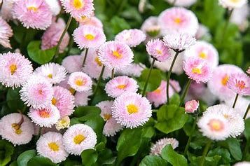 English Daisy