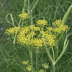Fennel