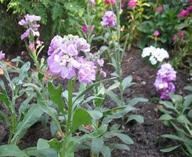 Gillyflower