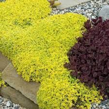 Golden Stonecrop