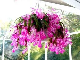 Fushia Christmas