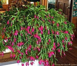 100-year-old Holiday Cactus