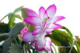 Thanksgiving Cactus