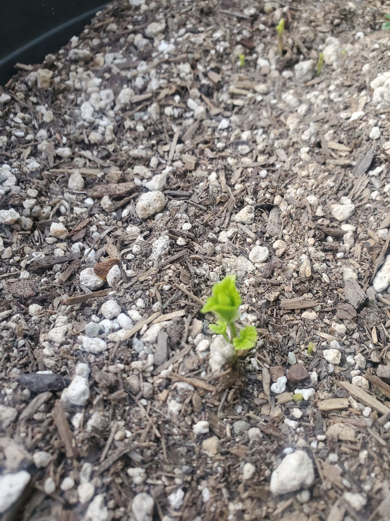 Cascade rhizome planted 2 weeks ago