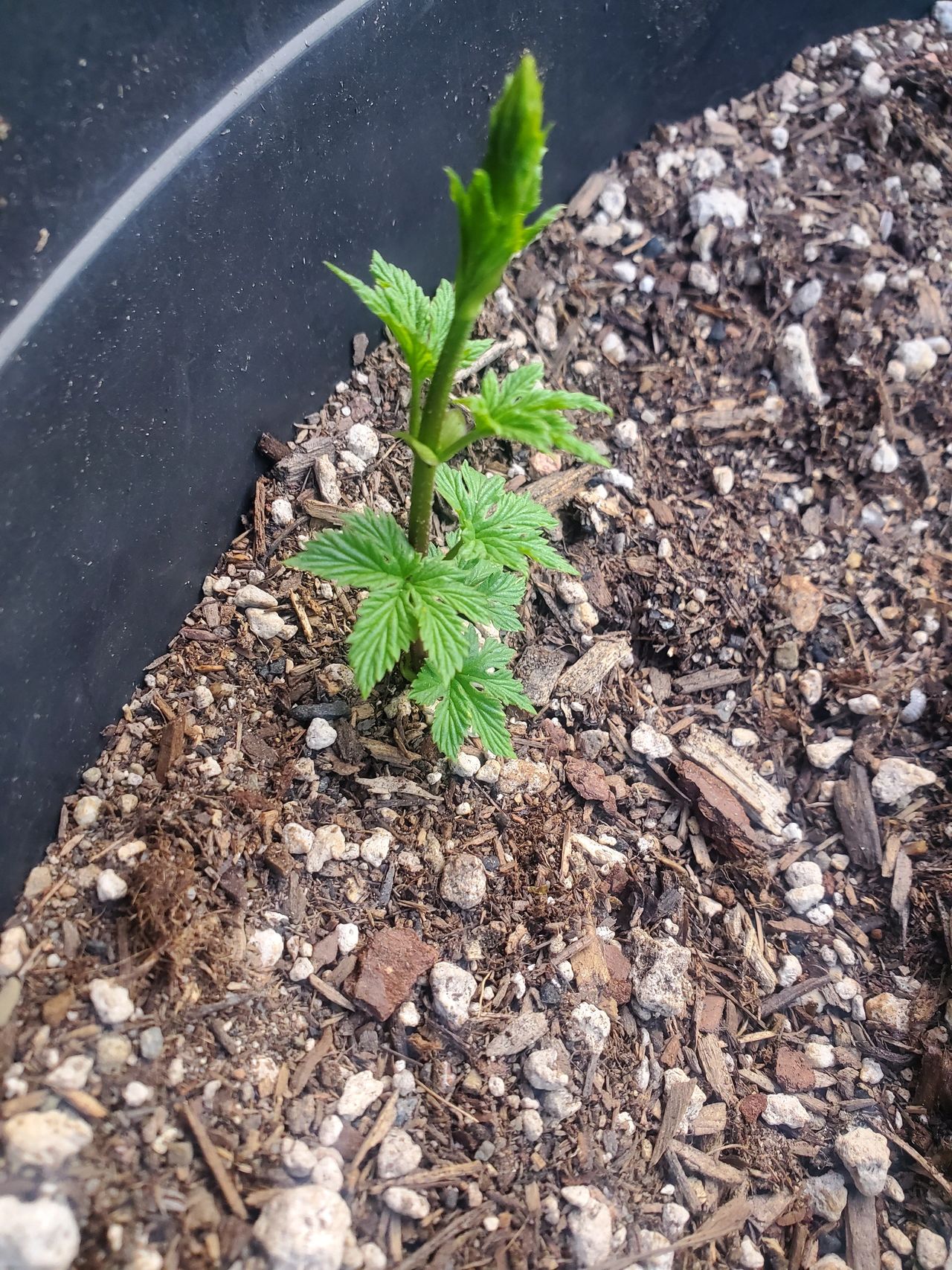 Hop Rhizome Cascade - 2 weeks old