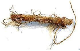 Hop rhizome