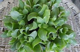 Ripple Leaf Jade