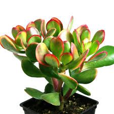 Hummel's Jade