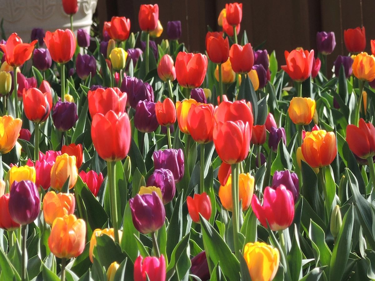 Tulips