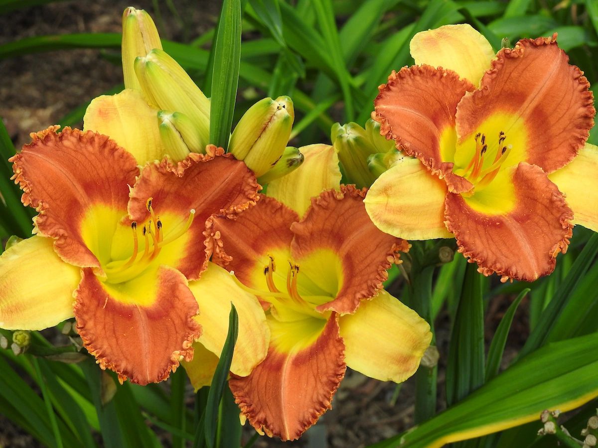 Daffodils
