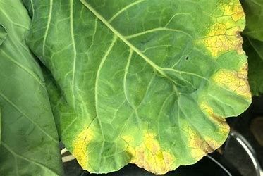 Broccoli leaf lacking nitrogen