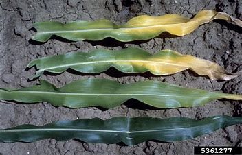 corn leaf lacking nitrogen