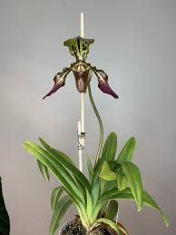 Paphiopedilum (paff-ee-oh-PED-ih-lum) or lady slipper orchid