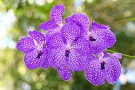Vanda (VAN-duh) 