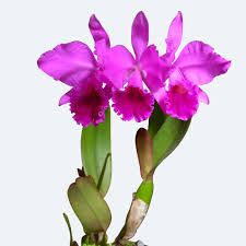  Cattleya (CAT-lee-ah)  