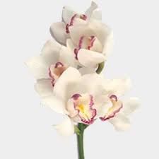 Cymbidium (sym-BID-ee-um) 