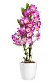 Dendrobium (den-DROH-bee-um 
