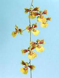 Oncidium
