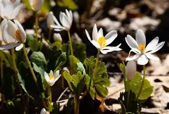 Bloodroot