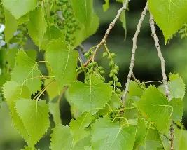 Eastern Cottonwood