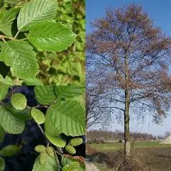 Mountain Alder
