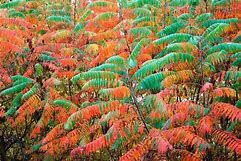 Smooth Sumac