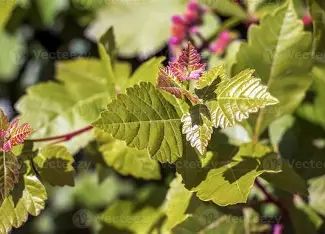 Skunkbush Sumac