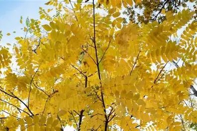 Butternut Tree