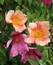 china rose