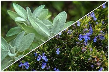 Sage and Rosemary