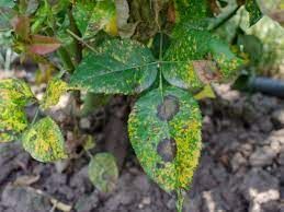 Appearance of Rust on leaves