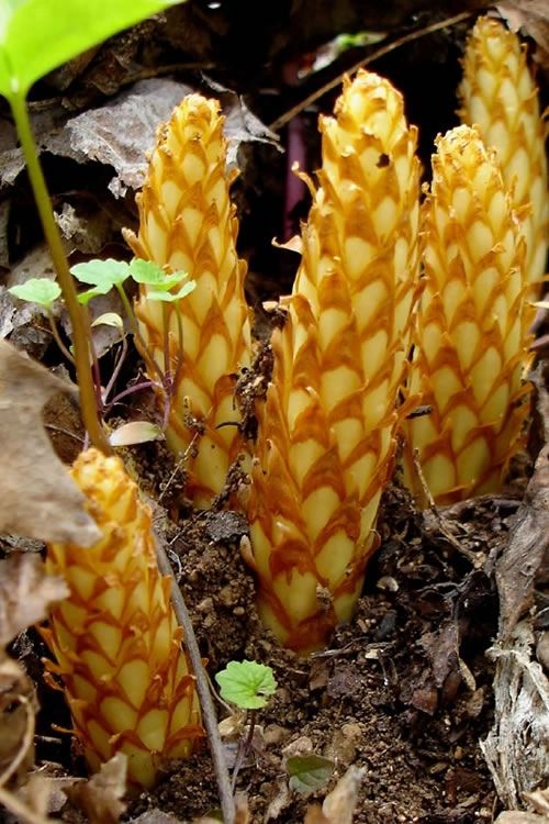Squawroot (Conopholis americana)