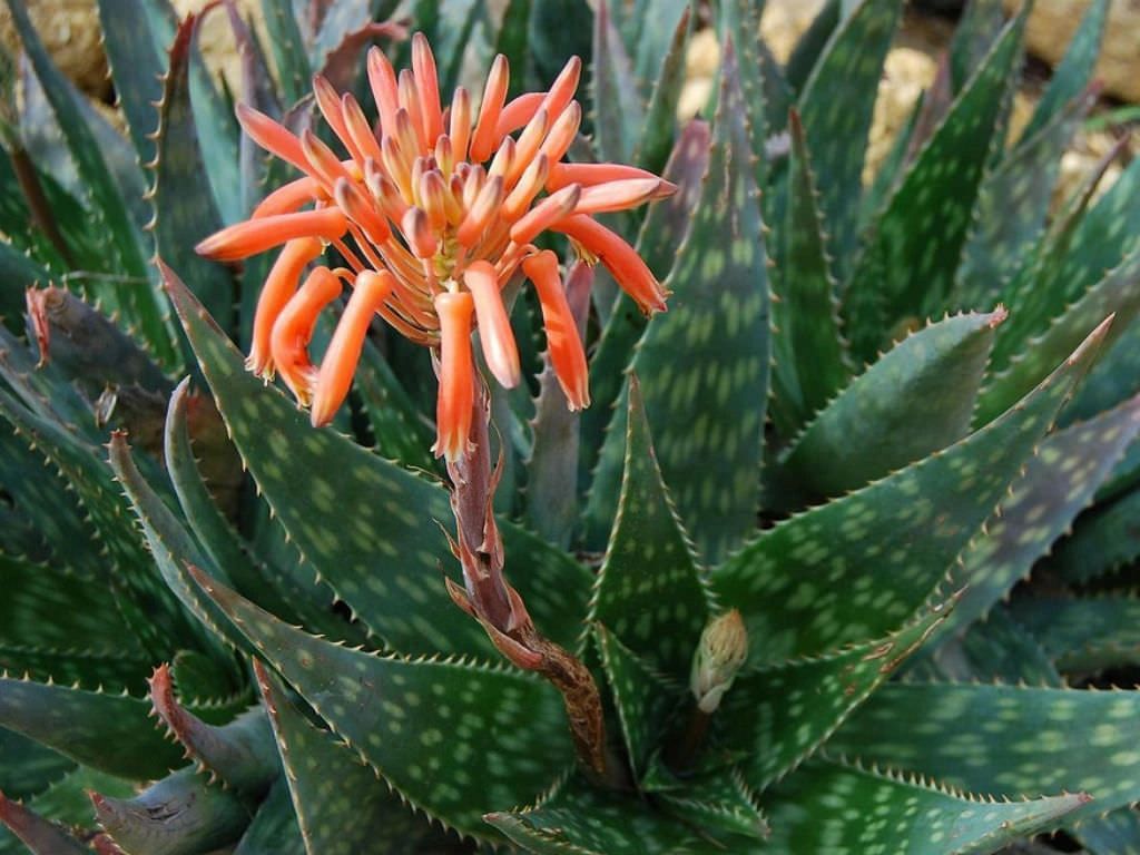 soap aloe