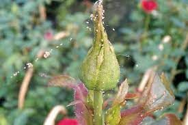 spider mites