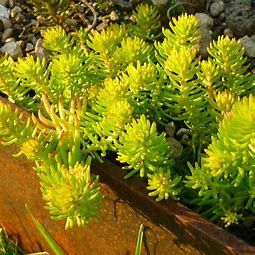 Stonecrop Angelina