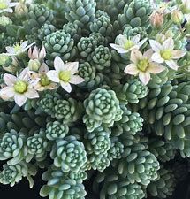Stonecrop Major Sedum