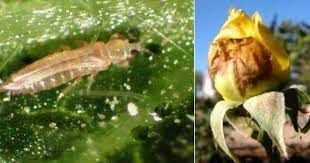 Thrips and damage they do