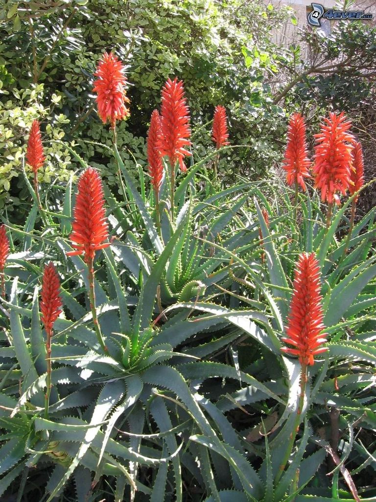 Torch Aloe
