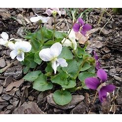Violet