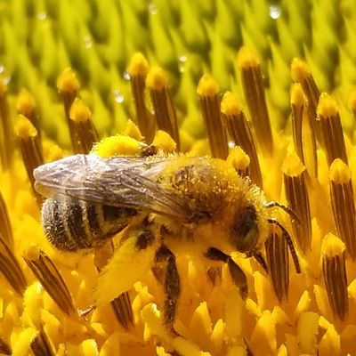 Close-up of a bee collecting pollen on a vibrant yellow flower.