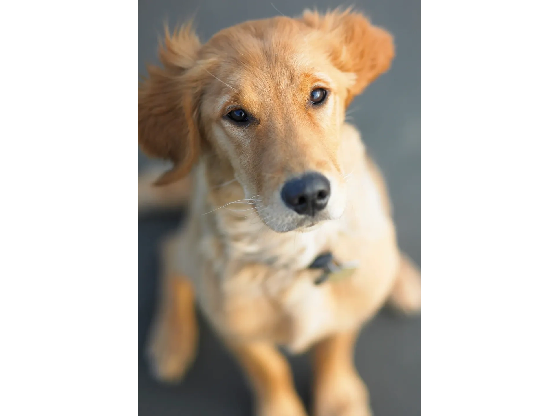 Should I Board My Puppy