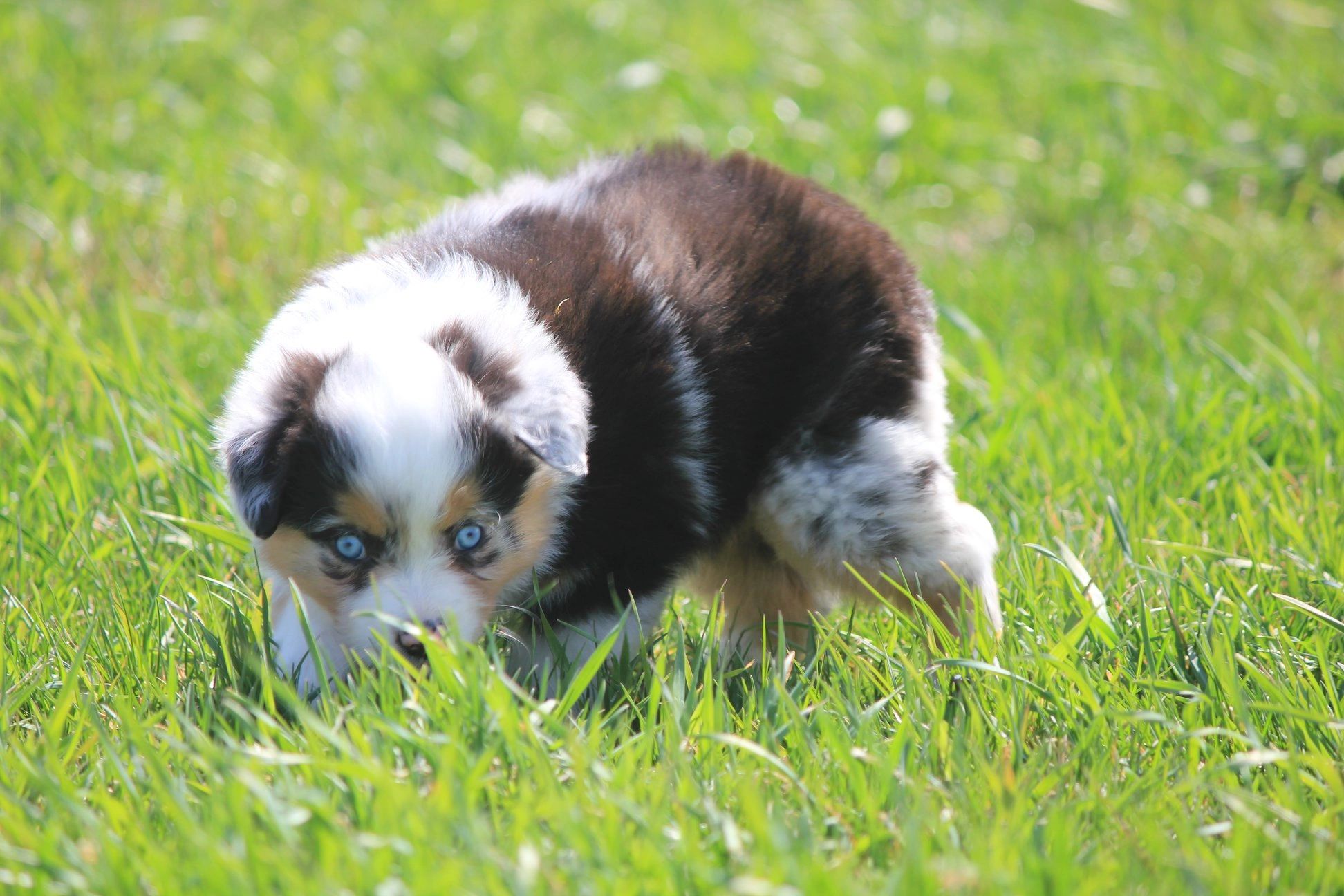 Willow Creek Mini Aussies Puppy, Australian Shepherd, Dog