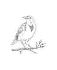 Meadowlark Clinic