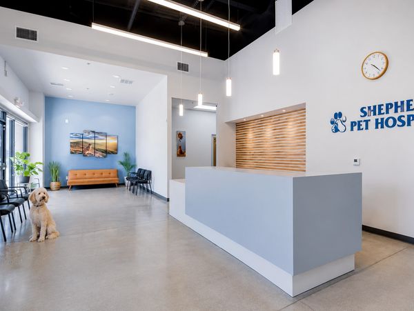 Modern pet hospital reception with a dog sitting near chairs.